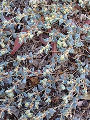 Euphorbia ocellata