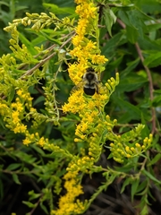 Bombus impatiens