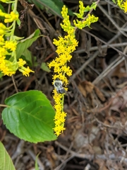 Bombus impatiens