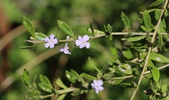 Freylinia tropica, photograph (c) Tony Rebelo, some rights reserved (CC BY-SA)