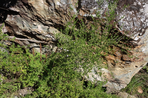 Freylinia tropica, photograph 2