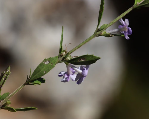 Freylinia tropica, photograph 4
