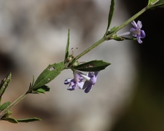 Freylinia tropica, photograph (c) Tony Rebelo, some rights reserved (CC BY-SA)
