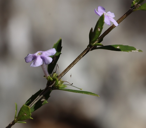 Freylinia tropica, photograph 5