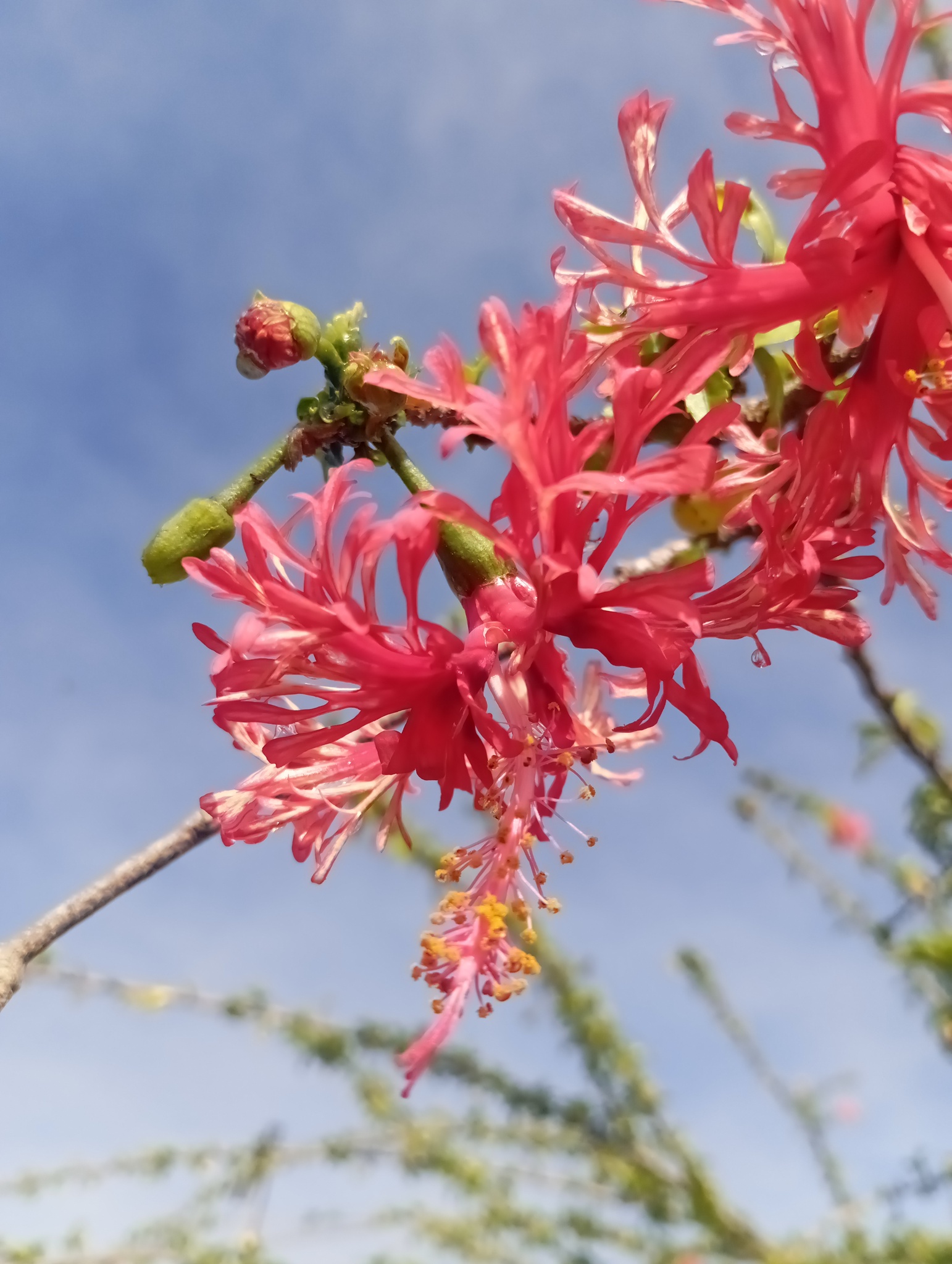 Hibiscus schizopetalus
