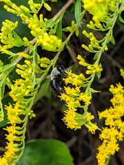 Bombus impatiens