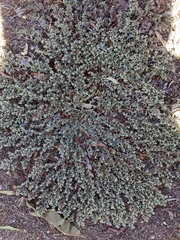 Euphorbia ocellata