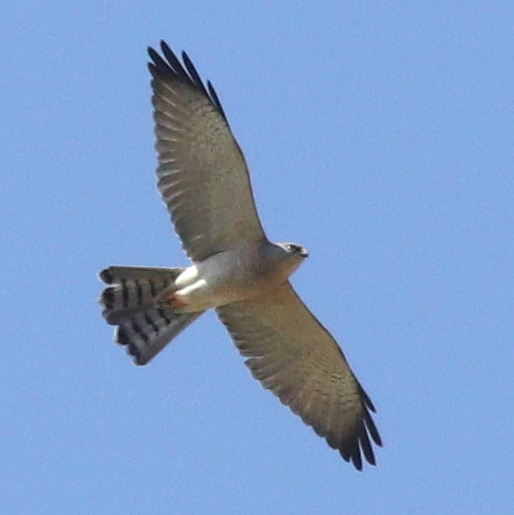 Levant Sparrowhawk (Tachyspiza brevipes)