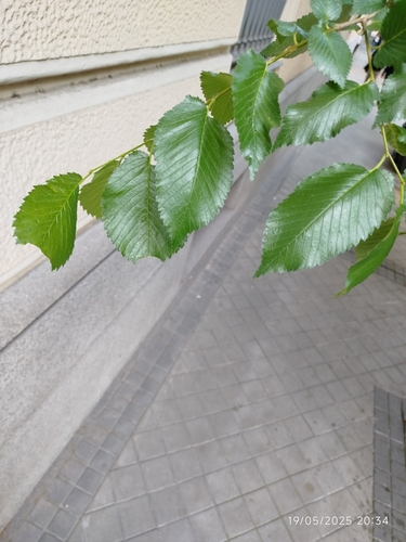 Ulmus × androssowii, photograph 6