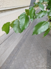 Ulmus × androssowii, photograph Pedro, CC0, iNaturalist via GBIF