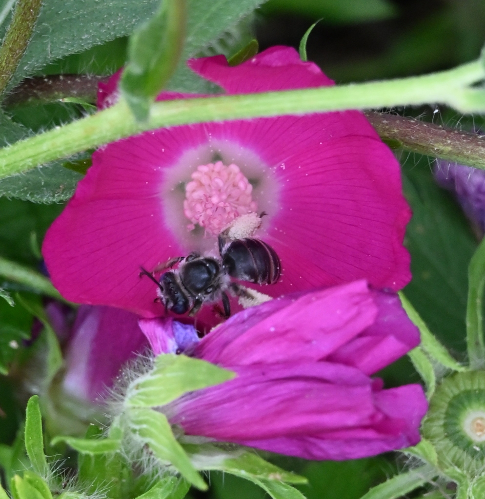 Melissodes intortus