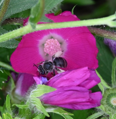 Melissodes intortus
