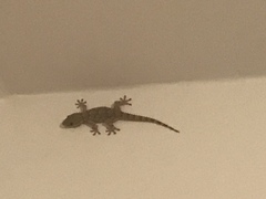 Tarentola mauritanica