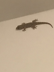 Tarentola mauritanica