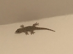 Tarentola mauritanica