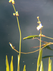 Sagittaria lancifolia image