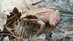Lithobates sylvaticus