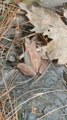 Lithobates sylvaticus