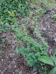 Symphoricarpos albus