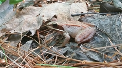 Lithobates sylvaticus