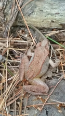 Lithobates sylvaticus