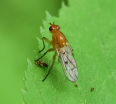 Dryomyza