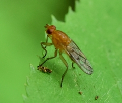 Dryomyza