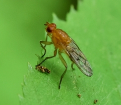 Dryomyza