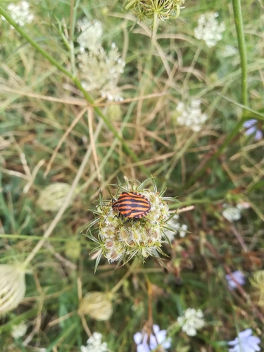 European Striped Shield Bug