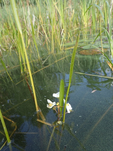 Image of Sagittaria cristata by no rights reserved
