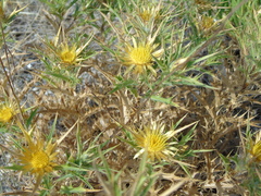 Carlina graeca