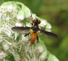 Galactomyia