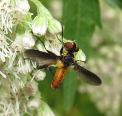 Galactomyia