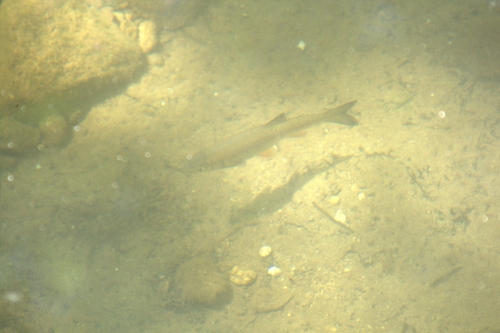 Squalius cephalus