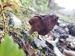 Gyromitra esculenta