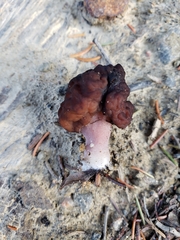 Gyromitra esculenta