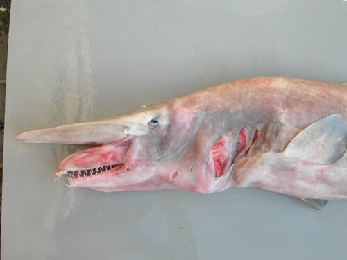 Goblin shark (Mitsukurina owstoni) — Mitsukurinidae — 5