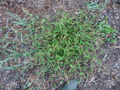 Persicaria hydropiper