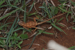 Sitana