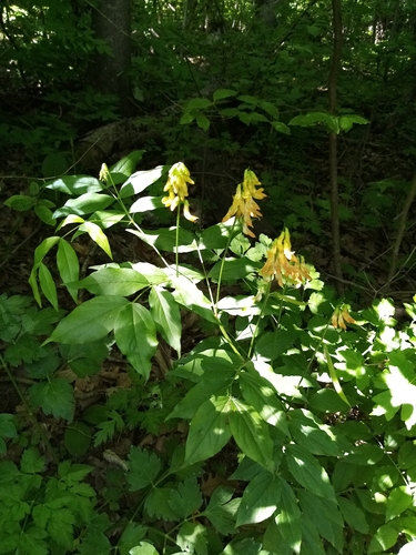 Golden Pea (Lathyrus aureus)