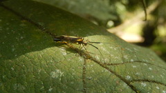 Dictyopsocus pennicornis