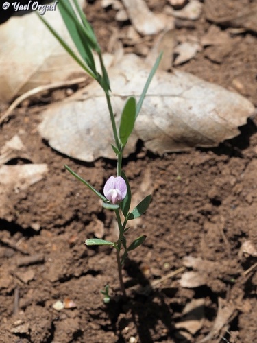 Lathyrus inconspicuus iNat (2)