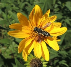 Megachile inimica