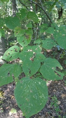 Cercis canadensis canadensis