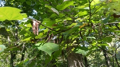Cercis canadensis canadensis