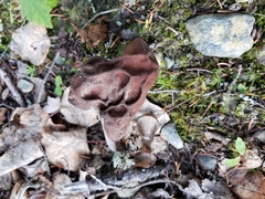 Gyromitra esculenta