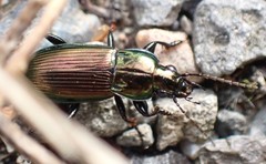Poecilus lepidus