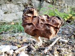 Gyromitra esculenta
