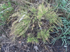 Lepidium ruderale