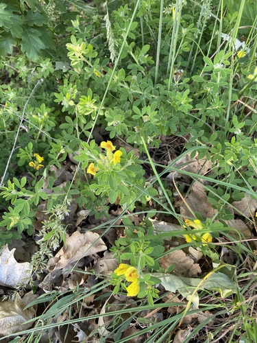 Chamaecytisus supinus, photograph 3